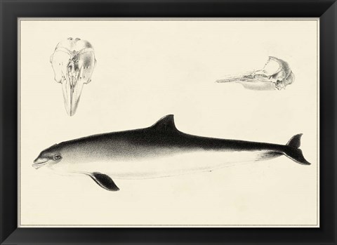 Framed Antique Dolphin Study II Print