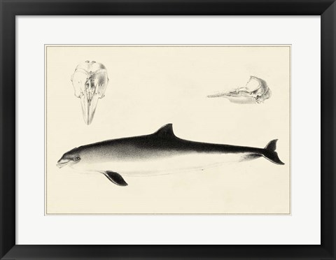 Framed Antique Dolphin Study II Print