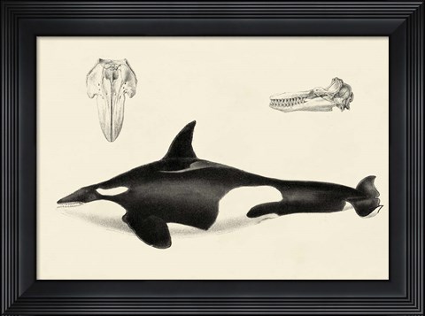 Framed Antique Whale Study I Print