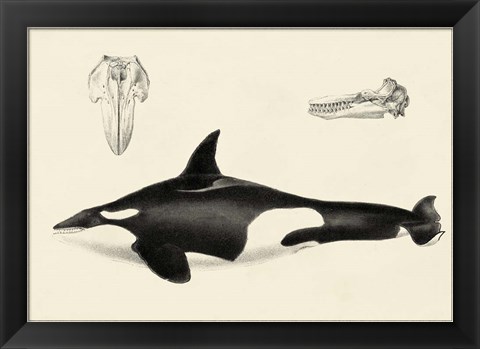 Framed Antique Whale Study I Print