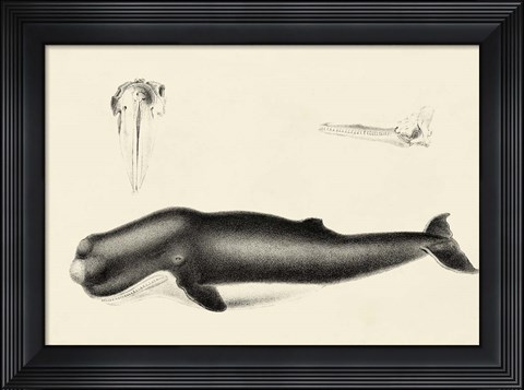 Framed Antique Whale Study II Print