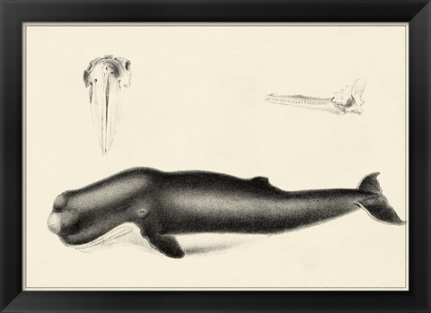 Framed Antique Whale Study II Print