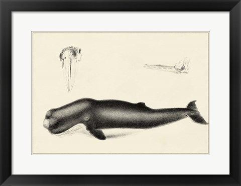 Framed Antique Whale Study II Print