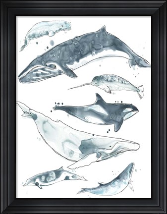 Framed Cetacea I Print