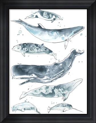 Framed Cetacea II Print