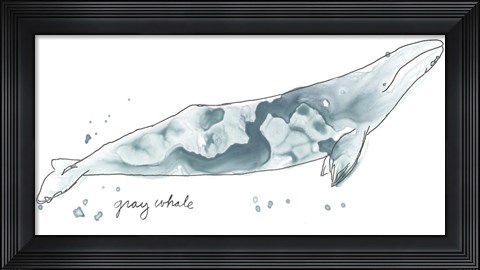 Framed Cetacea Gray Whale Print