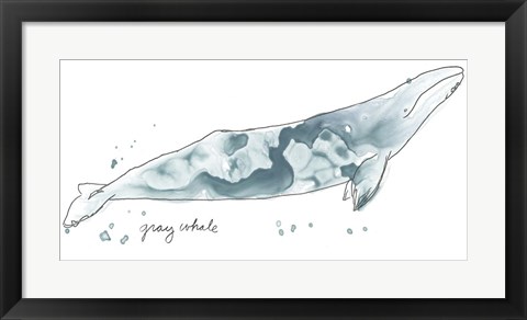 Framed Cetacea Gray Whale Print
