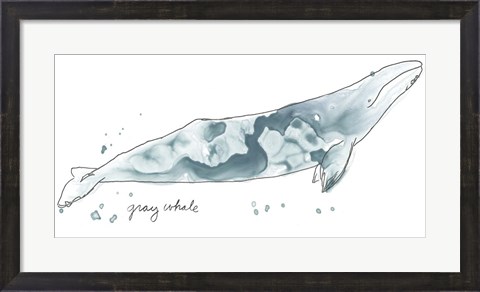 Framed Cetacea Gray Whale Print
