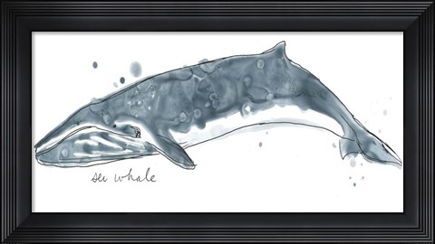 Framed Cetacea Sei Whale Print