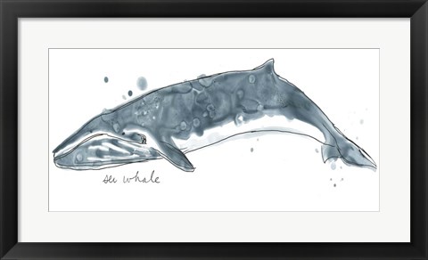 Framed Cetacea Sei Whale Print
