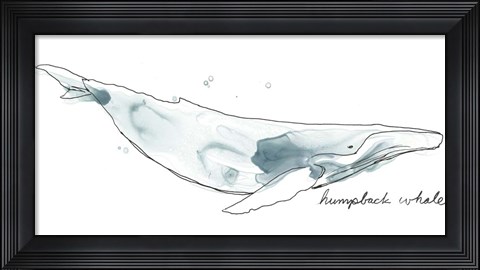 Framed Cetacea Humpback Print