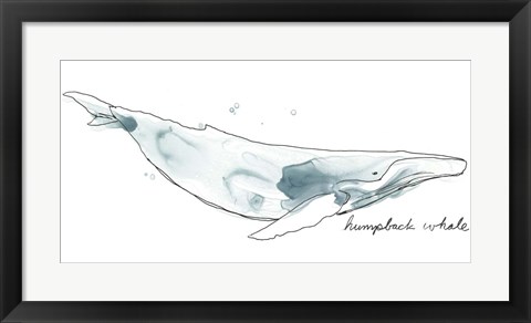 Framed Cetacea Humpback Print