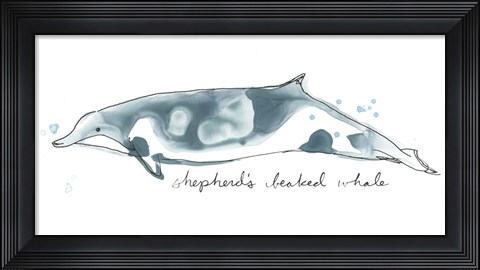 Framed Cetacea Shepherd&#39;s Beak Whale Print