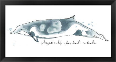 Framed Cetacea Shepherd&#39;s Beak Whale Print