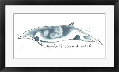 Framed Cetacea Shepherd&#39;s Beak Whale Print