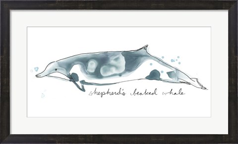 Framed Cetacea Shepherd&#39;s Beak Whale Print