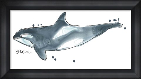 Framed Cetacea Orca Whale Print