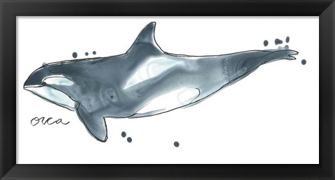 Framed Cetacea Orca Whale Print