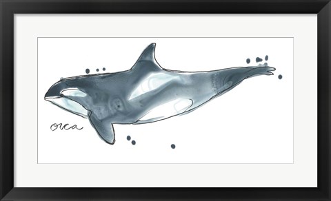 Framed Cetacea Orca Whale Print