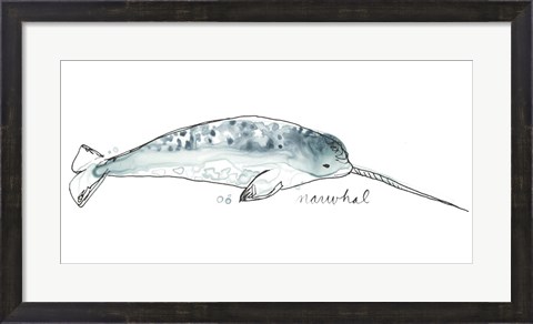 Framed Cetacea Narwhal Print