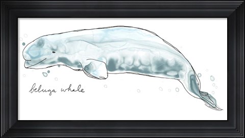 Framed Cetacea Beluga Whale Print