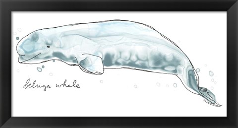 Framed Cetacea Beluga Whale Print