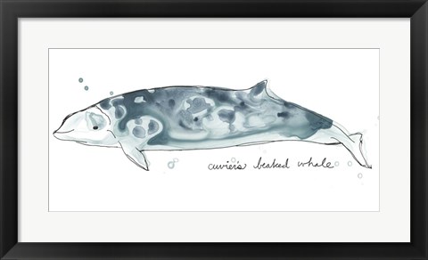 Framed Cetacea Cuviers Beaked Whale Print