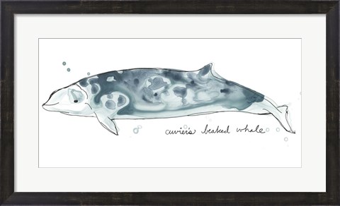 Framed Cetacea Cuviers Beaked Whale Print