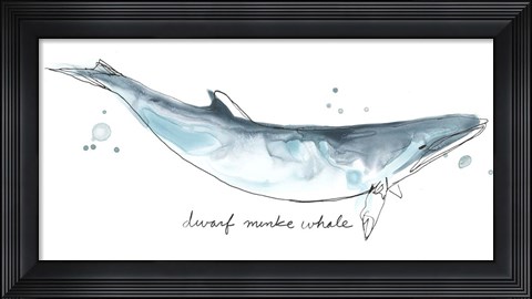 Framed Cetacea Dwarf Minke Whale Print