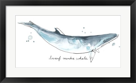 Framed Cetacea Dwarf Minke Whale Print