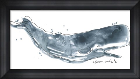 Framed Cetacea Sperm Whale Print