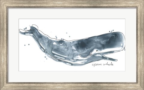 Framed Cetacea Sperm Whale Print