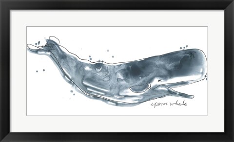 Framed Cetacea Sperm Whale Print