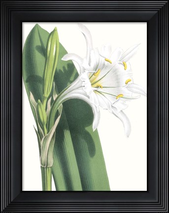 Framed Floral Beauty I Print