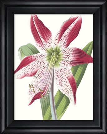 Framed Floral Beauty II Print