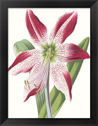 Framed Floral Beauty II Print