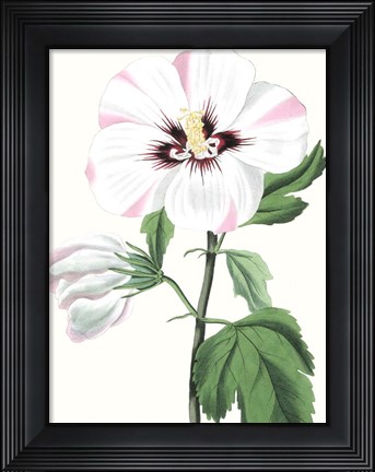 Framed Floral Beauty III Print