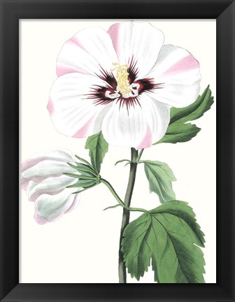 Framed Floral Beauty III Print