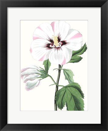 Framed Floral Beauty III Print