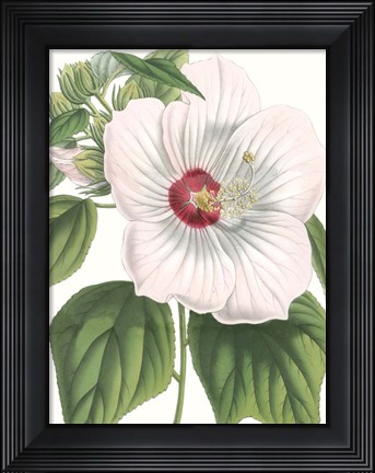 Framed Floral Beauty IV Print