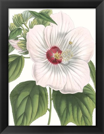 Framed Floral Beauty IV Print