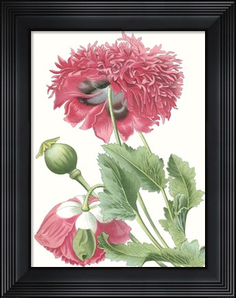 Framed Floral Beauty V Print