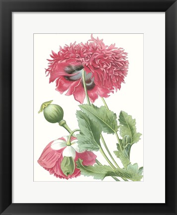 Framed Floral Beauty V Print