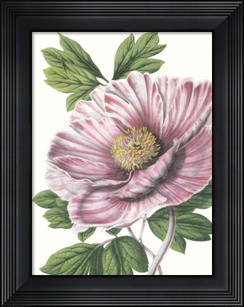 Framed Floral Beauty VI Print