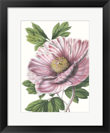 Framed Floral Beauty VI Print