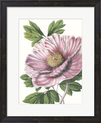 Framed Floral Beauty VI Print