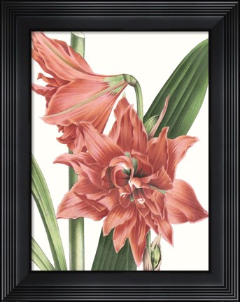 Framed Floral Beauty VII Print