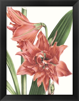 Framed Floral Beauty VII Print