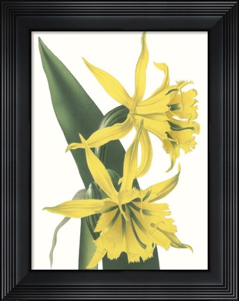 Framed Floral Beauty VIII Print