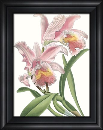 Framed Floral Beauty IX Print